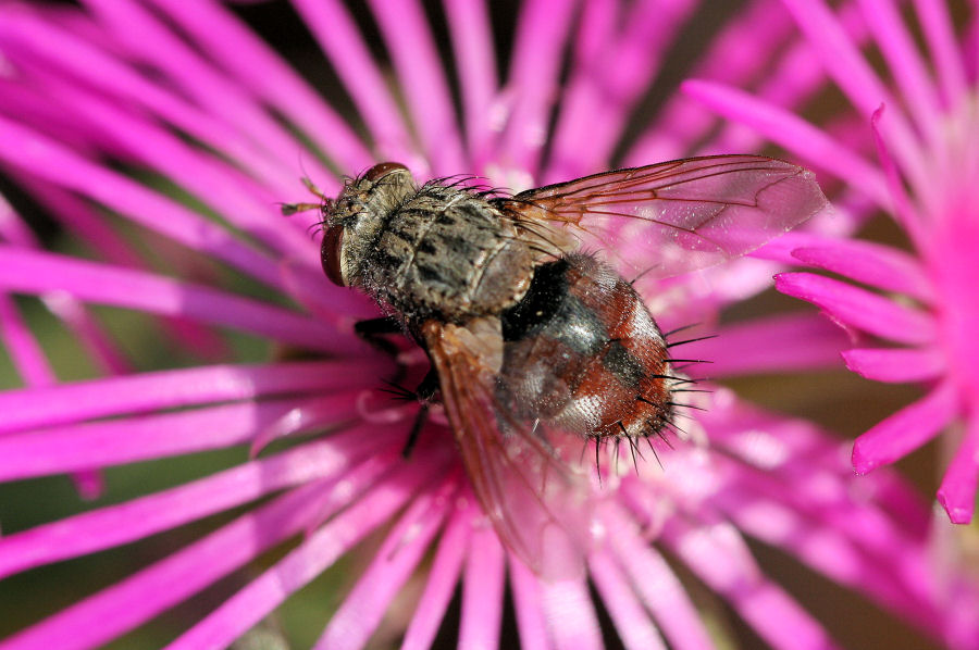 Tachinidae : Peleteria cf. varia.