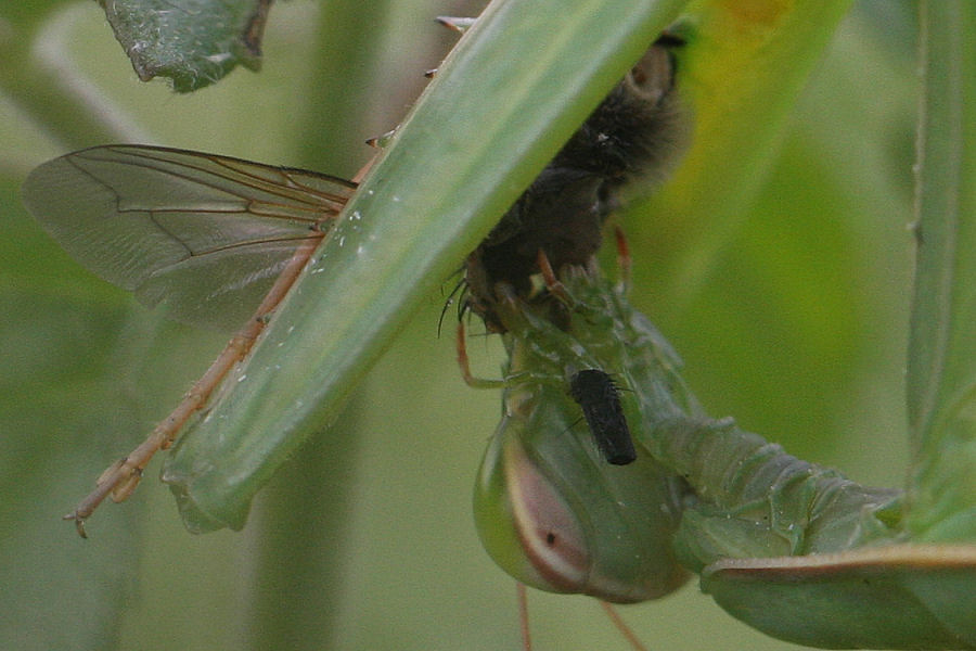 Mantis religiosa a caccia
