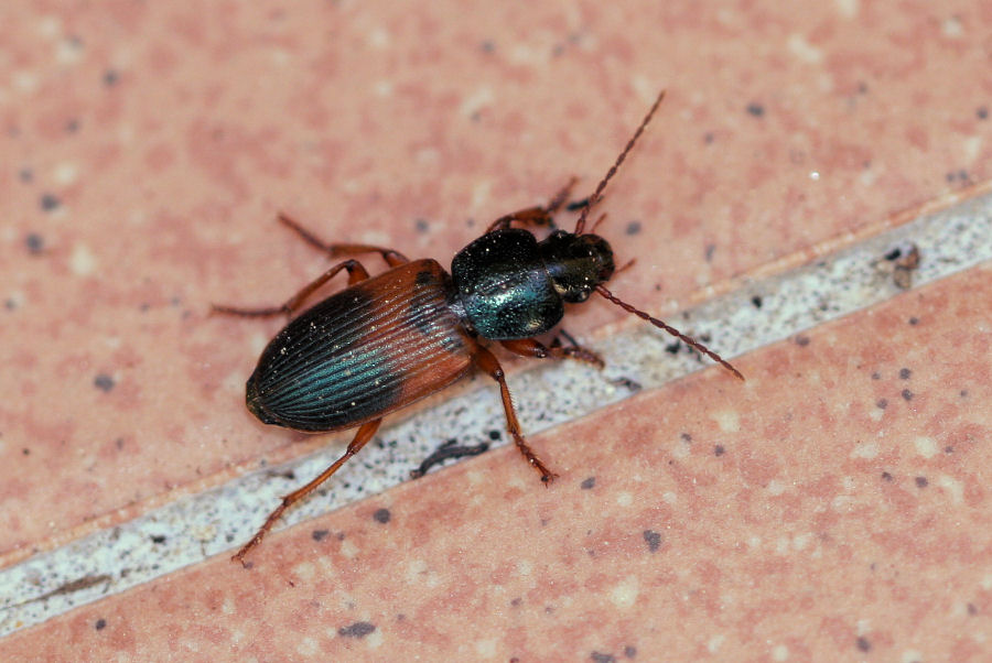 id. Carabidae: Gynandromorphus etruscus