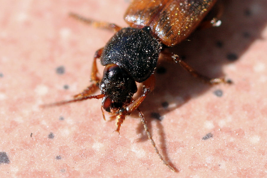 id. Carabidae: Gynandromorphus etruscus