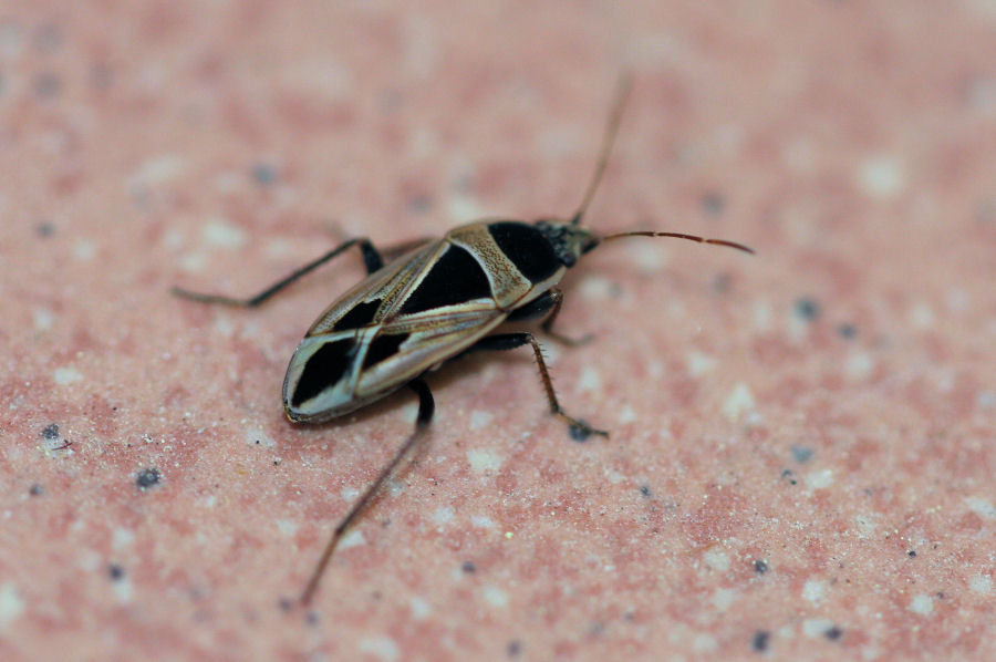Lygaeidae: Xanthochilus saturnius (BO)