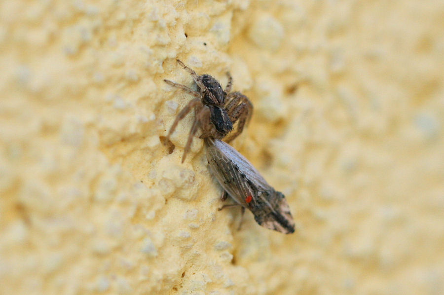 Xisticus sp. con preda