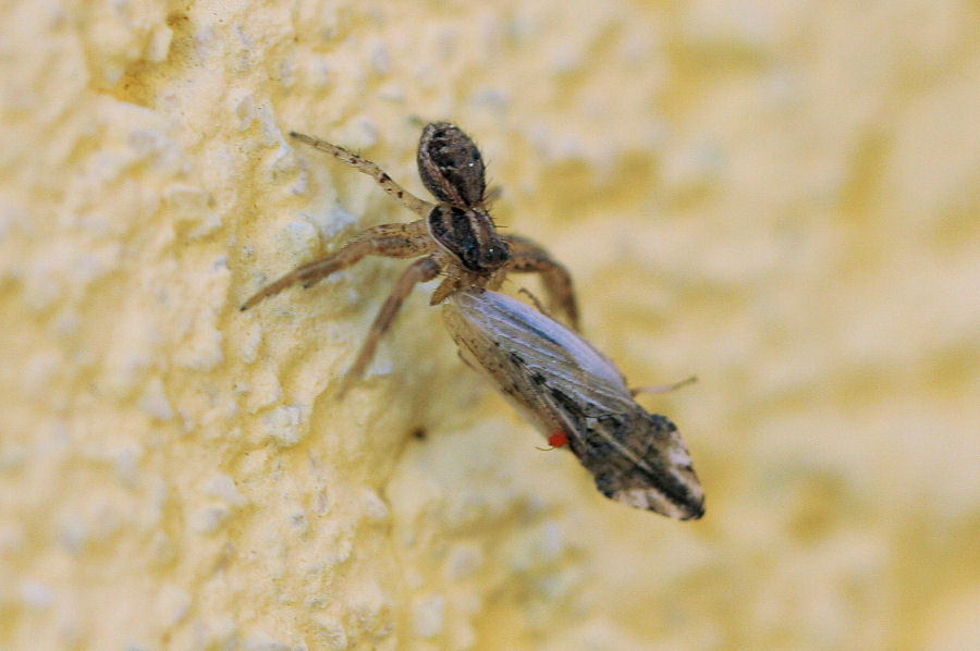 Xisticus sp. con preda
