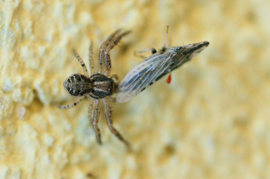 Xisticus sp. con preda