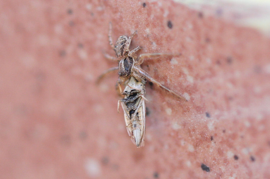 Xisticus sp. con preda