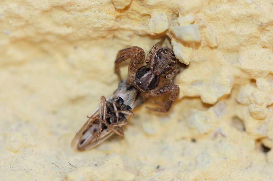 Xisticus sp. con preda