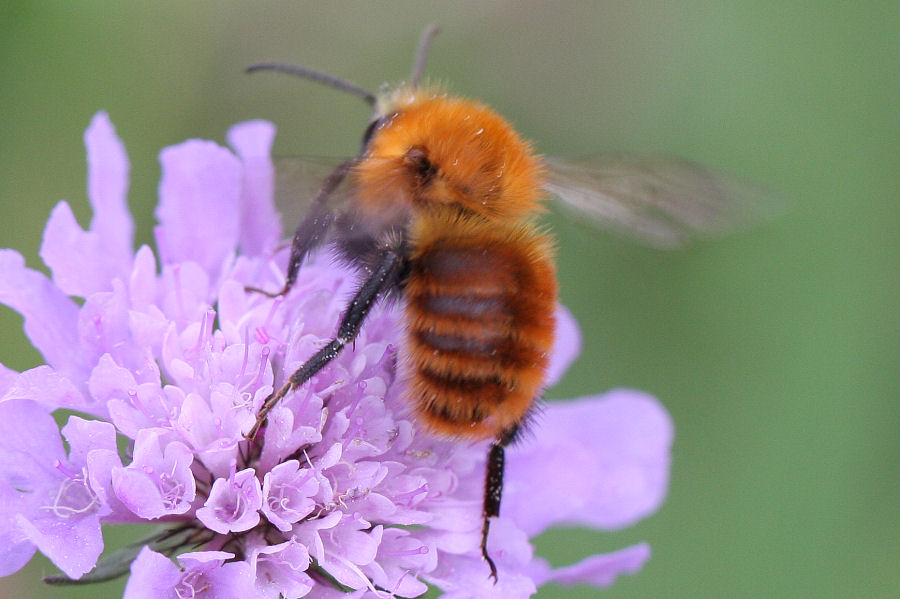 Bombus sp. (tipo cromatico pascuorum)