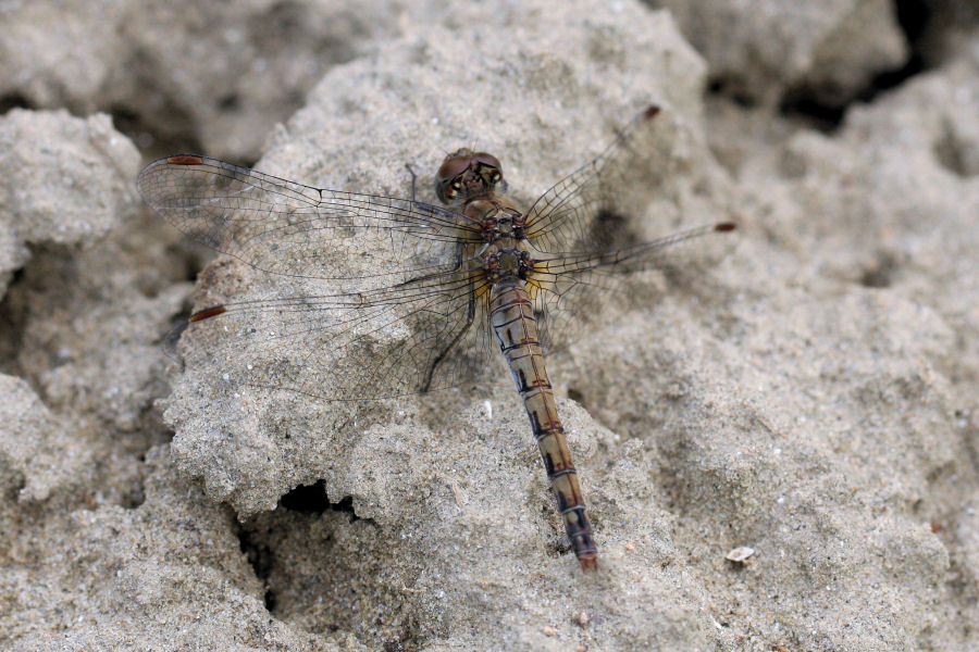 Sympetrum - ma quale?