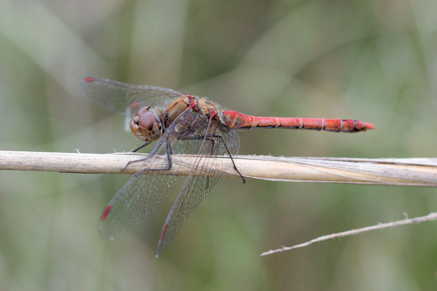 Sympetrum - ma quale?