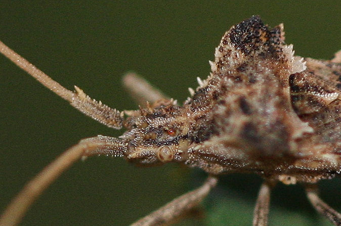 Coreidae: Centrocoris variegatus