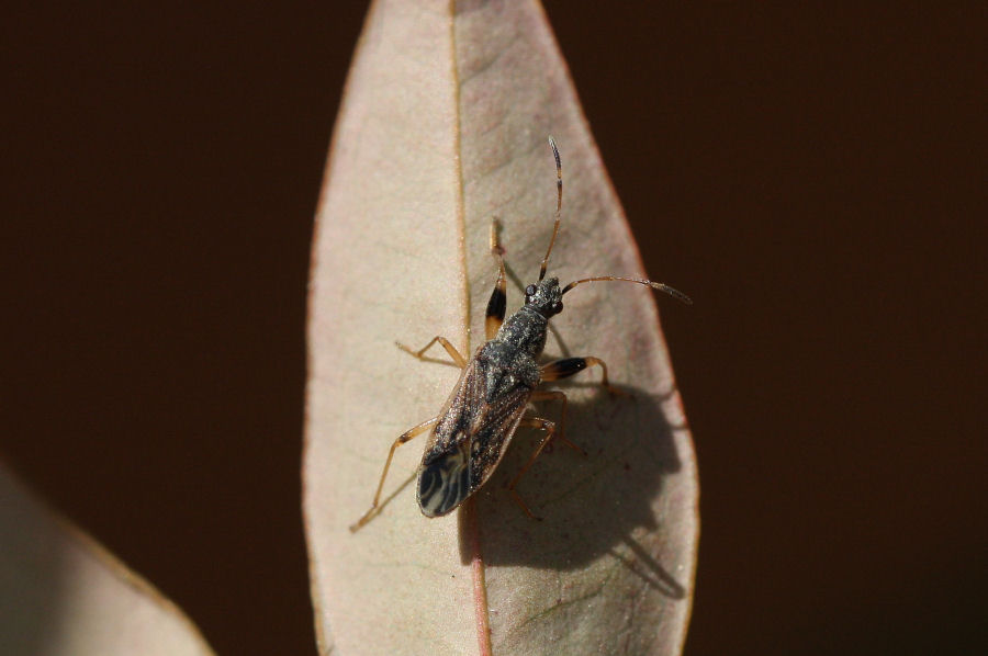 Lygaeidae: Paraparomius lepropoides di Castel Maggiore (BO)