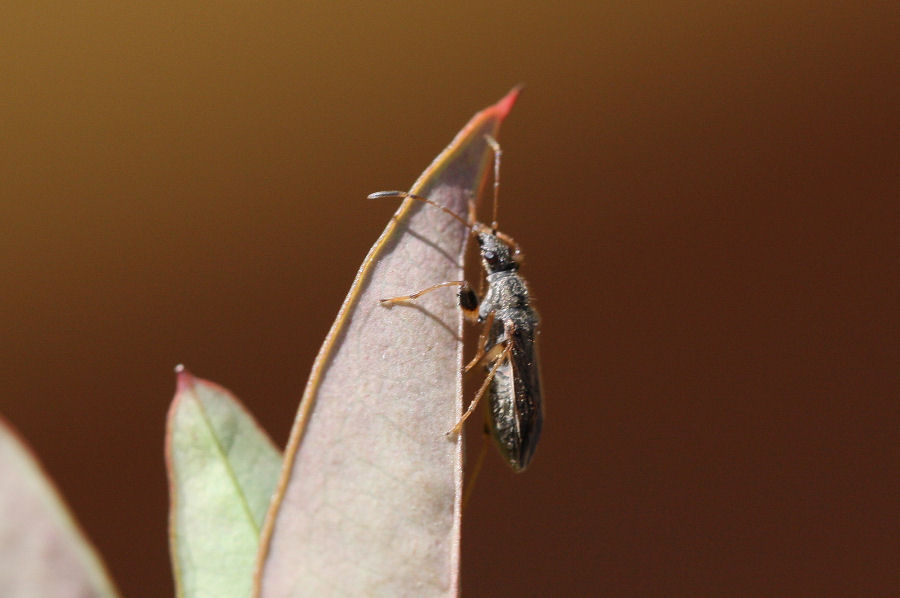 Lygaeidae: Paraparomius lepropoides di Castel Maggiore (BO)