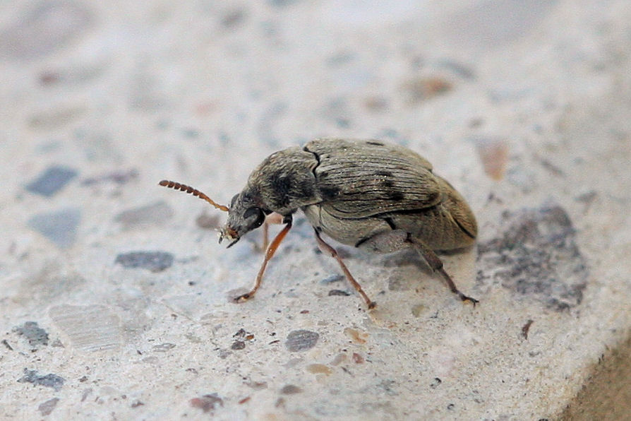 Chrysomelidae Bruchinae