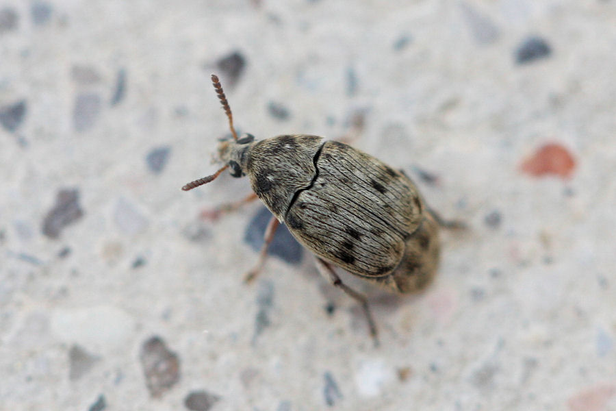 Chrysomelidae Bruchinae