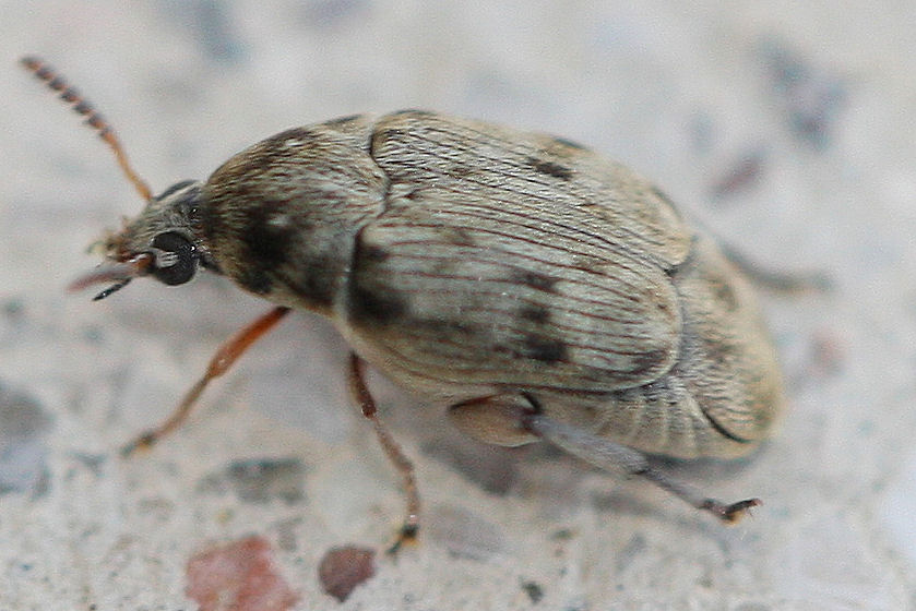 Chrysomelidae Bruchinae