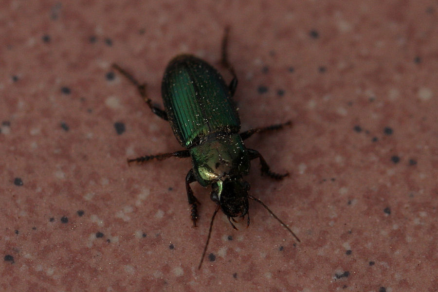Piccolo carabide: Harpalus distinguendus