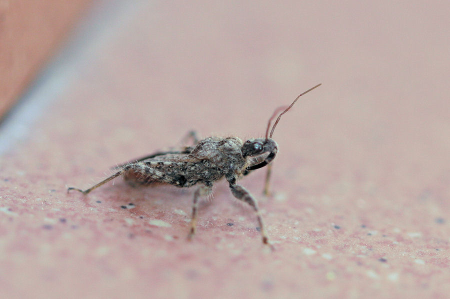 Reduviidae: Coranus griseus dell''Emilia (BO)
