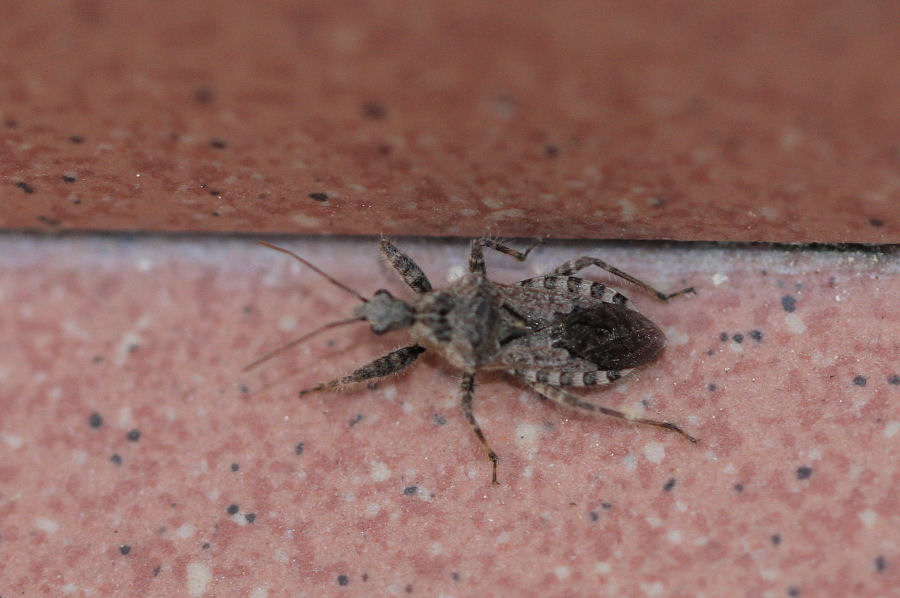 Reduviidae: Coranus griseus dell''Emilia (BO)