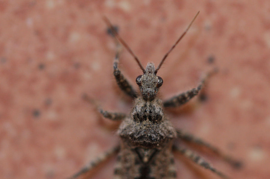 Reduviidae: Coranus griseus dell''Emilia (BO)