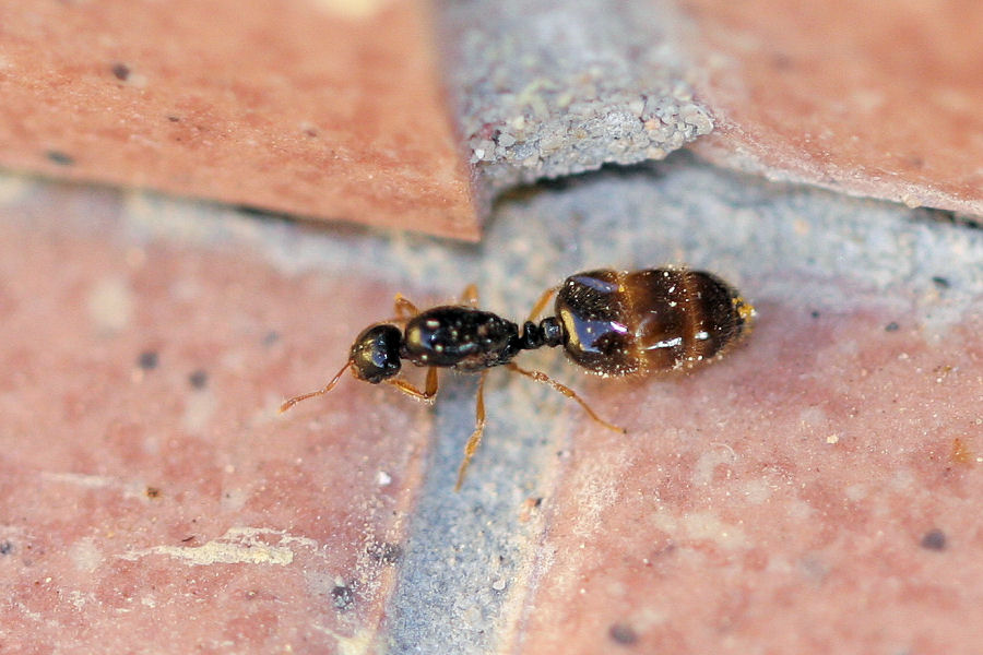 regina di Solenopsis fugax e maschio di Lasius paralienus