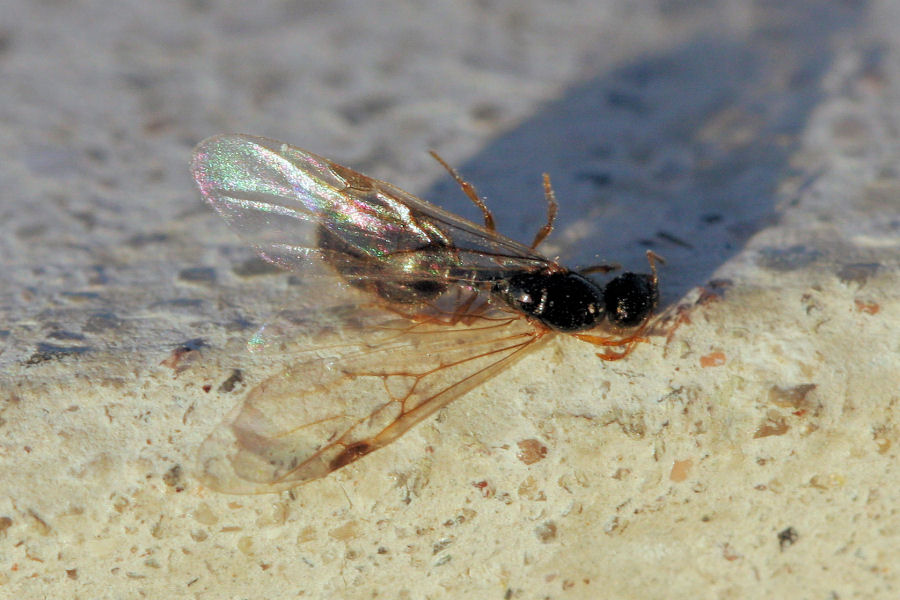 regina di Solenopsis fugax e maschio di Lasius paralienus