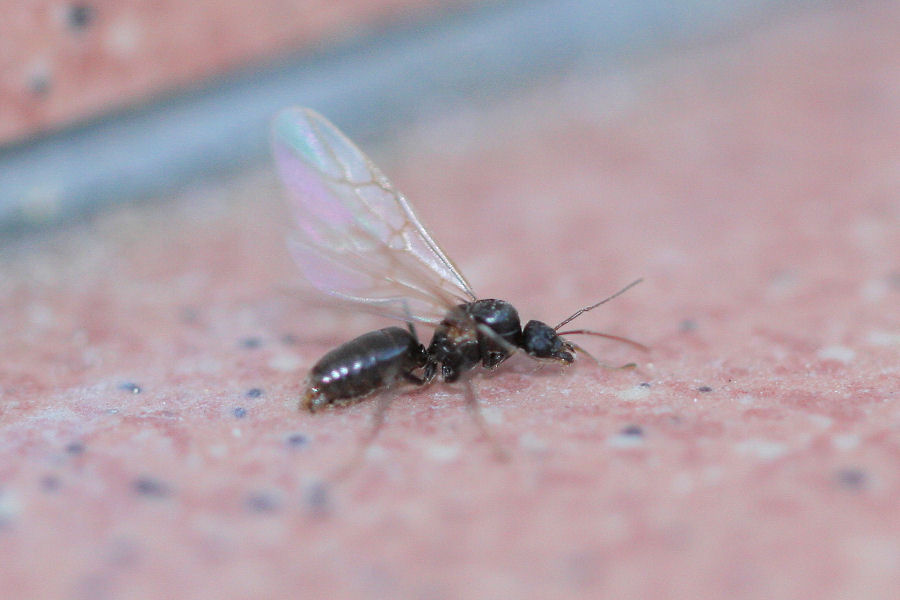 regina di Solenopsis fugax e maschio di Lasius paralienus