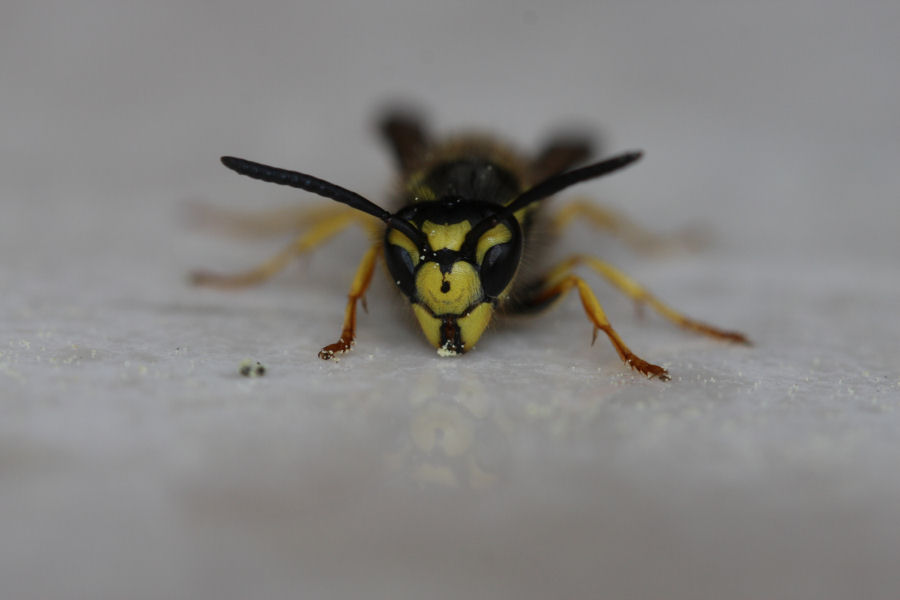 Identificazione di 2 vespule (germanica e vulgaris)