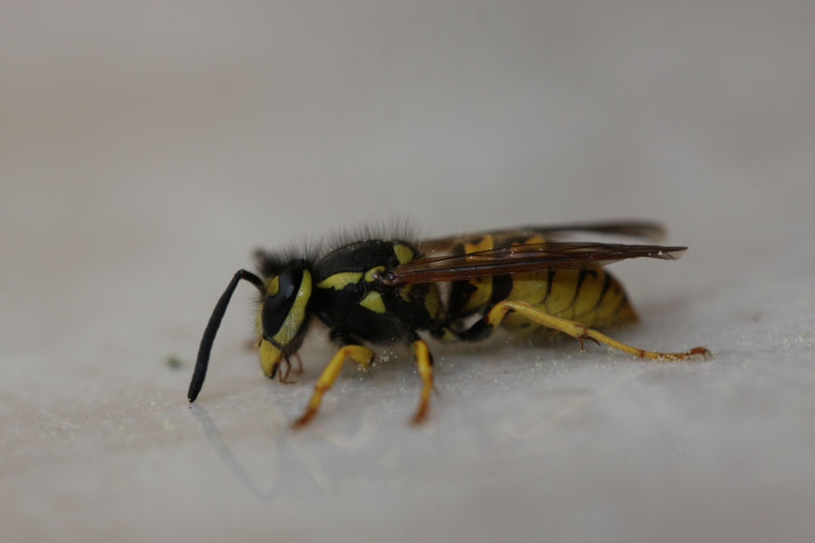 Identificazione di 2 vespule (germanica e vulgaris)