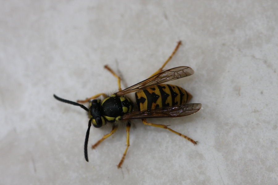 Identificazione di 2 vespule (germanica e vulgaris)