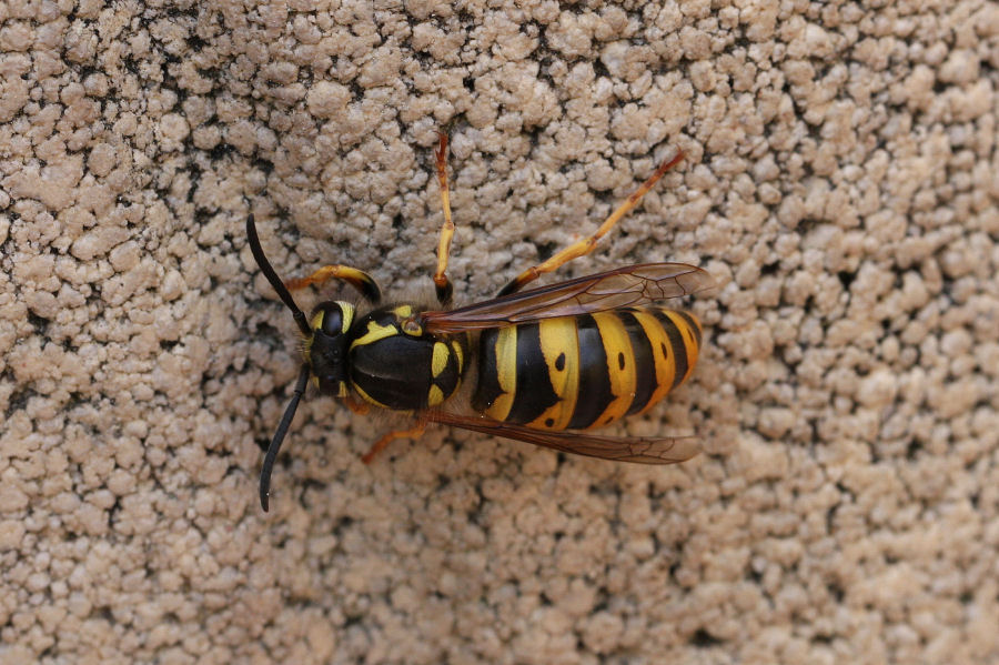 Identificazione di 2 vespule (germanica e vulgaris)