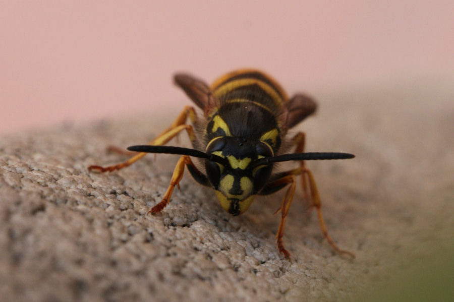 Identificazione di 2 vespule (germanica e vulgaris)