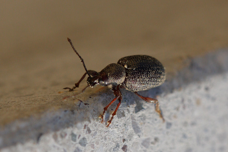 Otiorhynchus cfr cribricollis