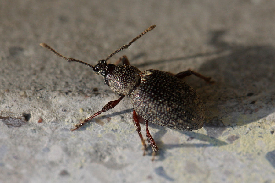 Otiorhynchus cfr cribricollis