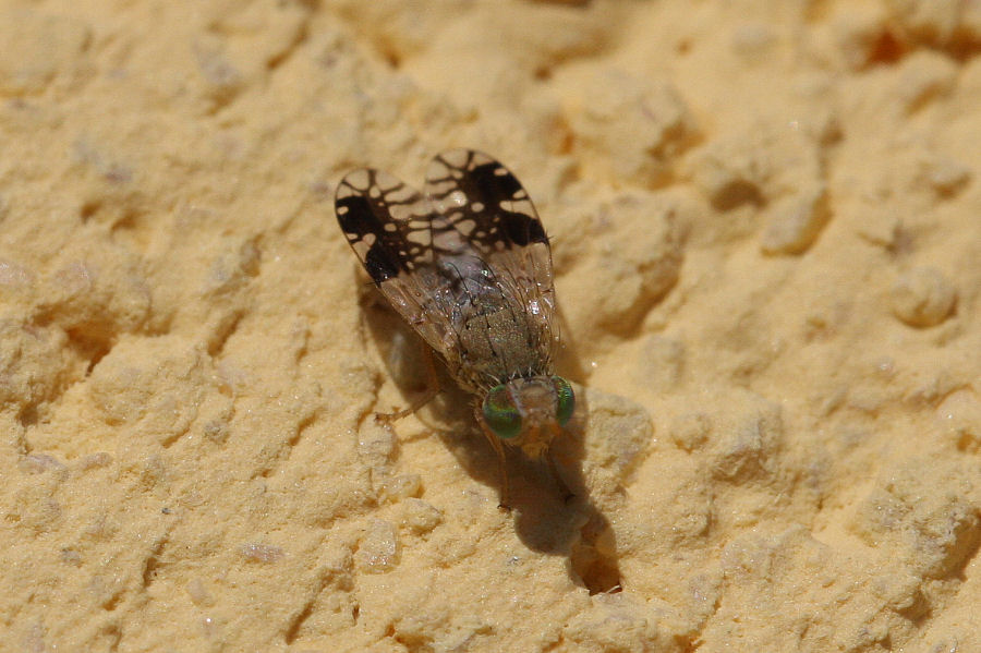 Moschina con occhi verdi