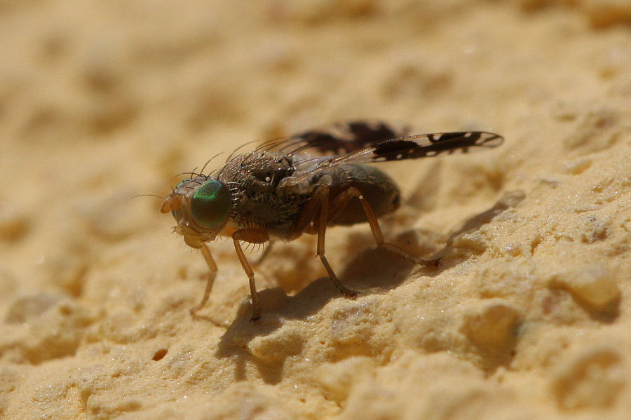 Moschina con occhi verdi