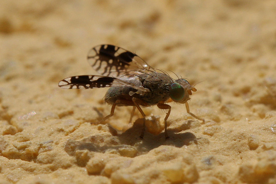 Moschina con occhi verdi