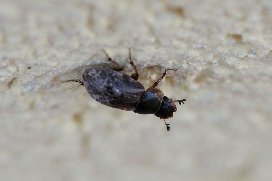 Lucanide? No, Aphodino