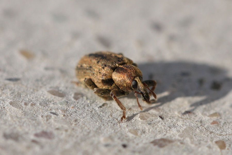 Piccolo Curculionide spinoso: Hypera sp.