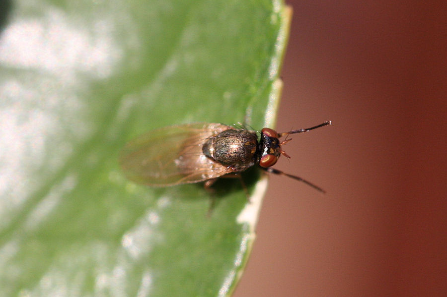 Identificazione