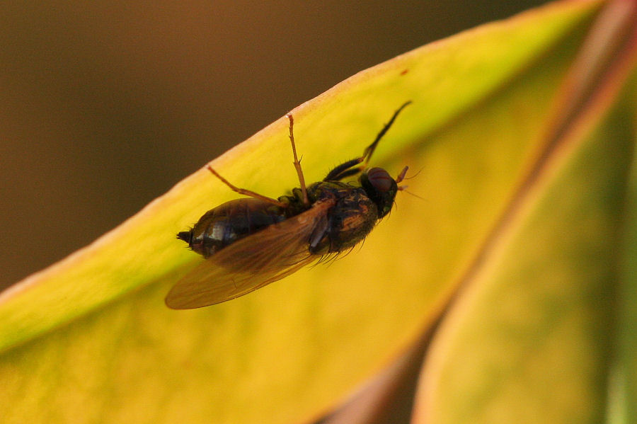 Identificazione
