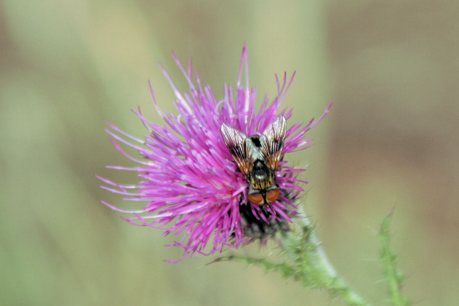 Ectophasia sp