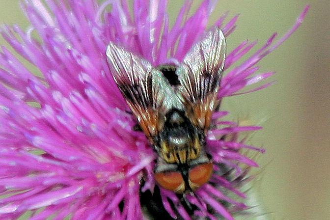 Ectophasia sp