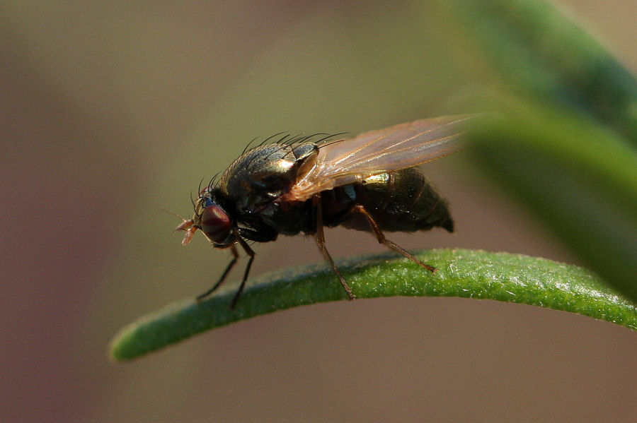 Identificazione