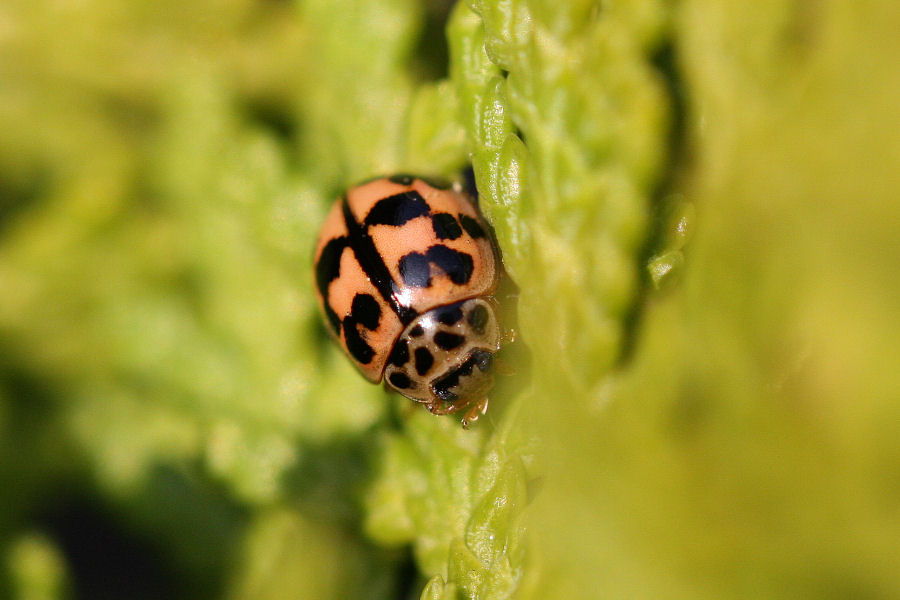 Oenopia conglobata