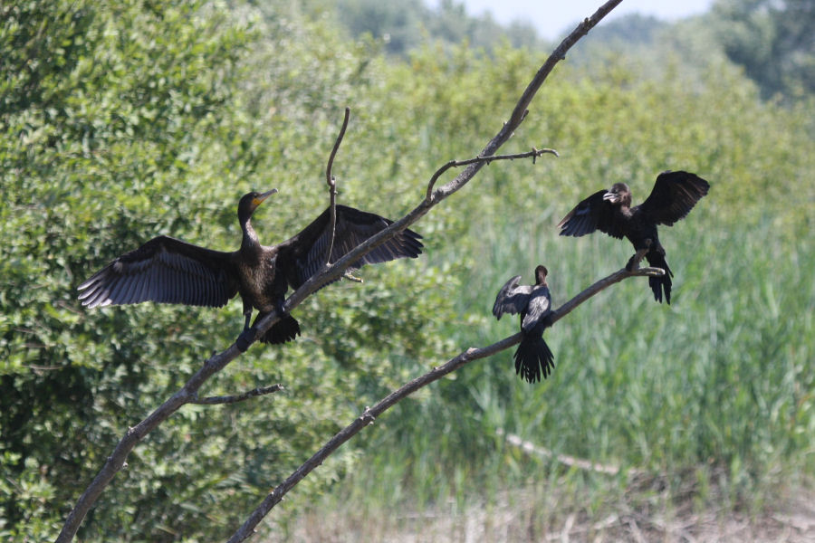 Confronto Cormorano - Marangone minore
