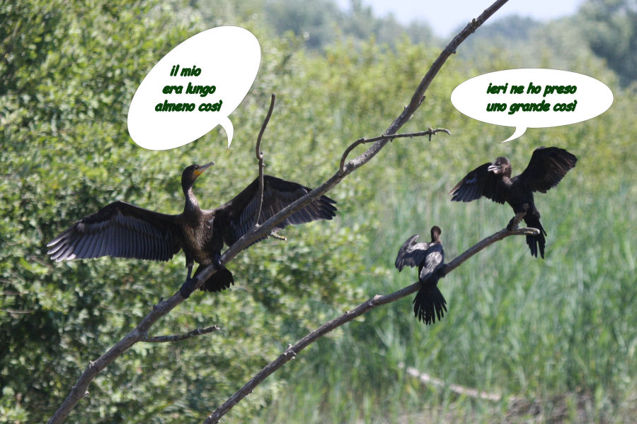 Avifauna humor