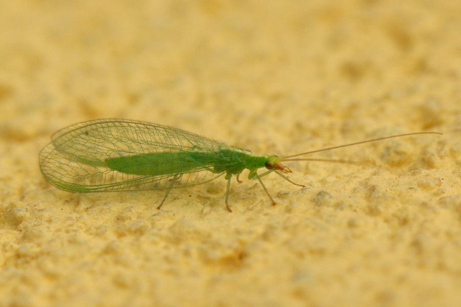 Chrysoperla sp.