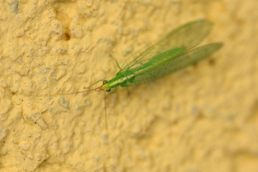 Chrysoperla sp.