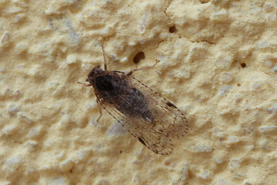 Cixiidae: Cixius o Tachycixius sp.?