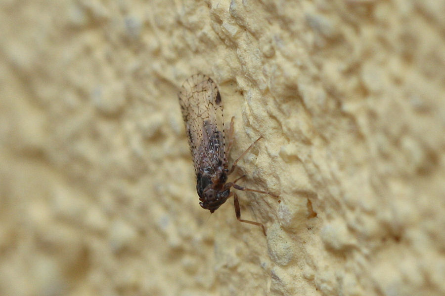 Cixiidae: Cixius o Tachycixius sp.?